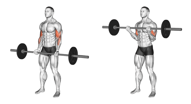 Curl barre Curl barre — exercice musculation
