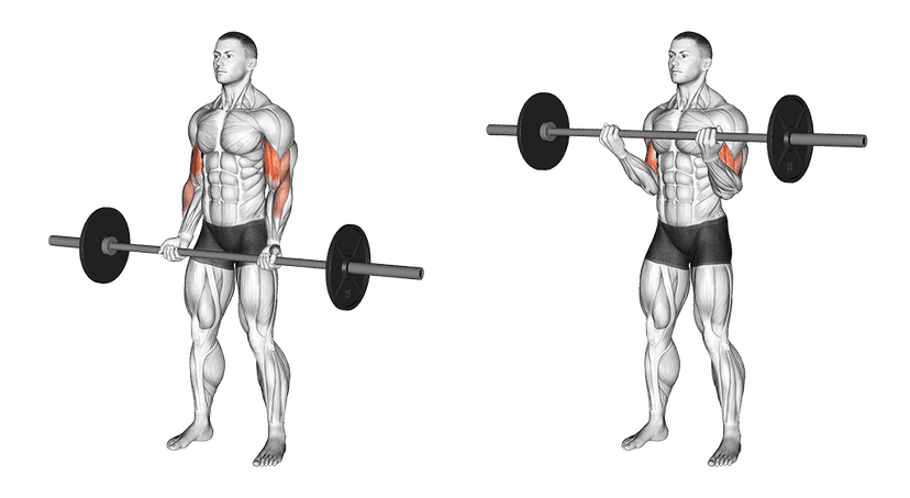 Curl barre Curl barre — illustration de l'exercice