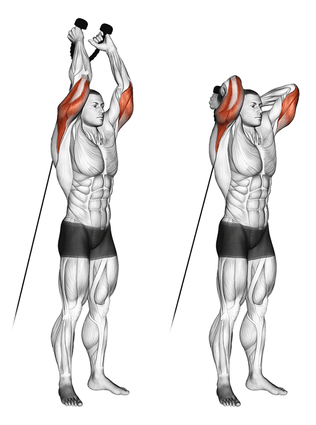 Extension triceps poulie basse Extension triceps poulie basse — exercice musculation