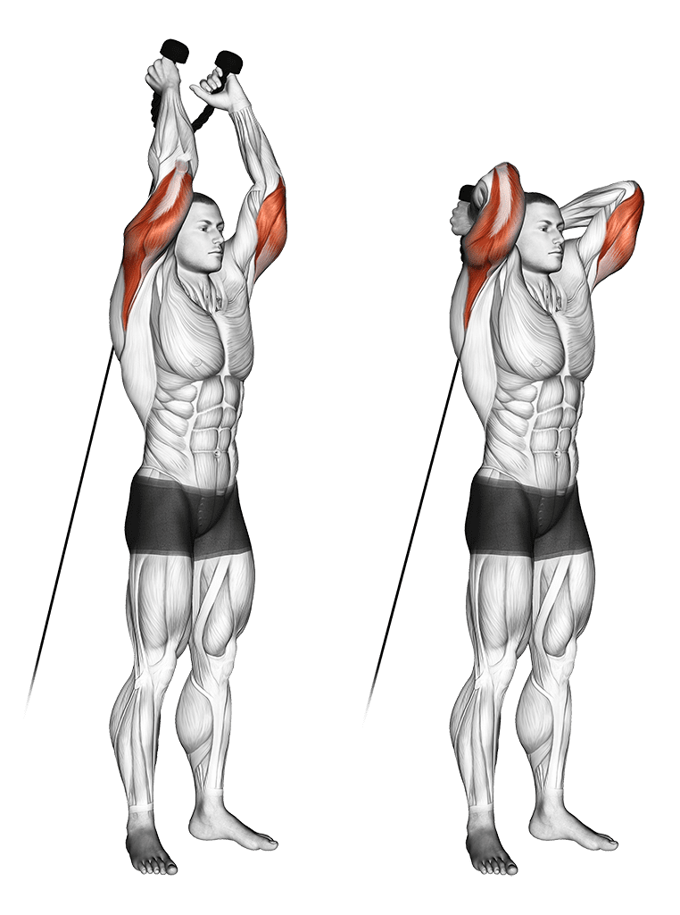 Extension triceps poulie basse Extension triceps poulie basse — illustration de l'exercice