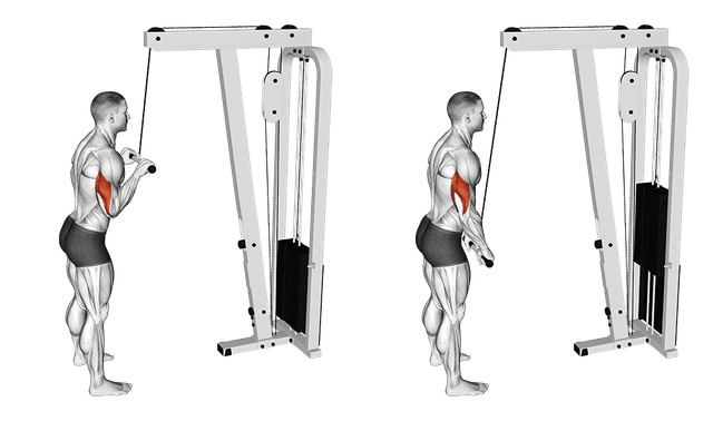 Extension triceps poulie haute Extension triceps poulie haute — exercice musculation