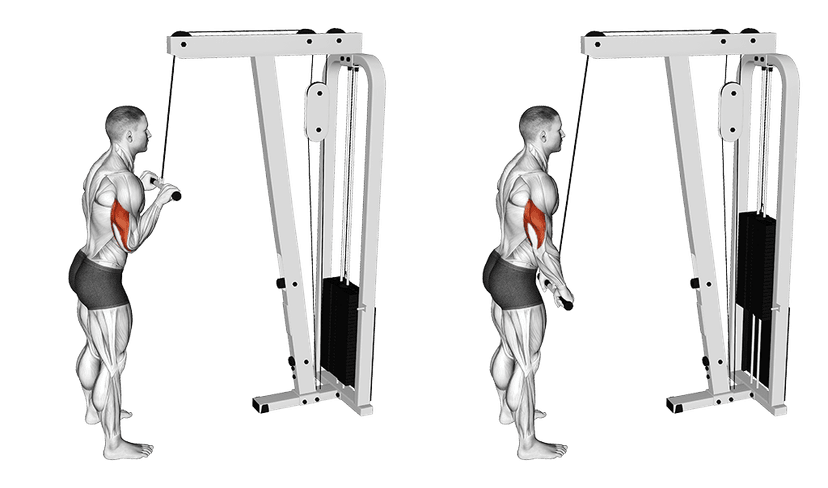 Extension triceps poulie haute Extension triceps poulie haute — illustration de l'exercice