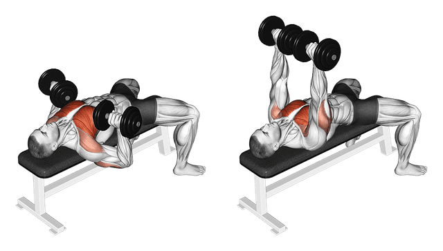 Développé couché avec haltères Développé couché avec haltères — exercice musculation