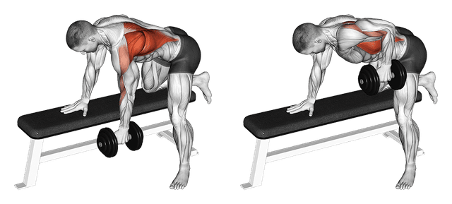 Rowing à un bras avec haltère Rowing à un bras avec haltère — exercice musculation