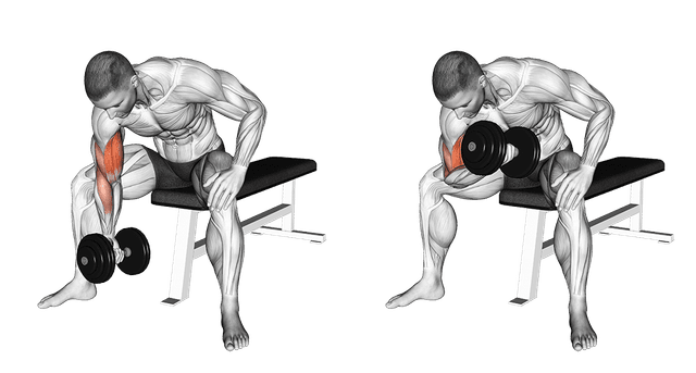 Curl concentration Curl concentration — exercice musculation