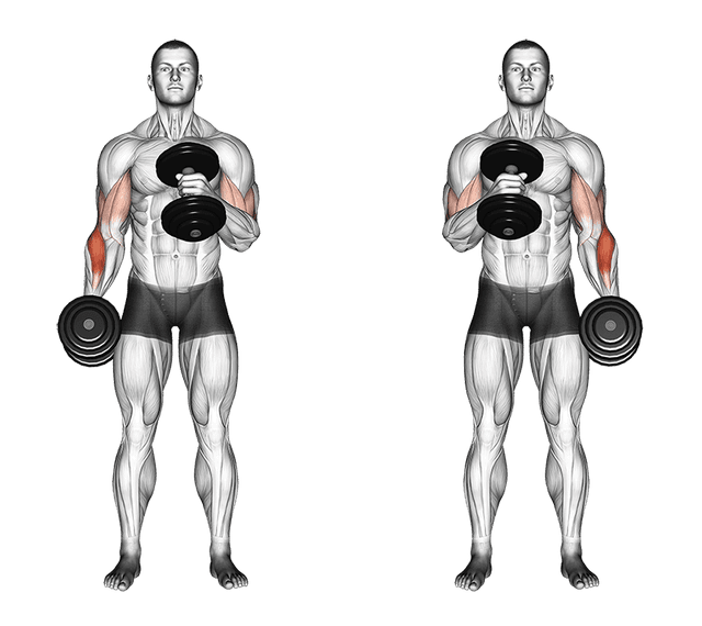 Curl marteau Curl marteau — exercice musculation