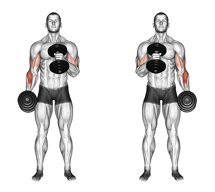 Curl marteau Curl marteau — illustration de l'exercice