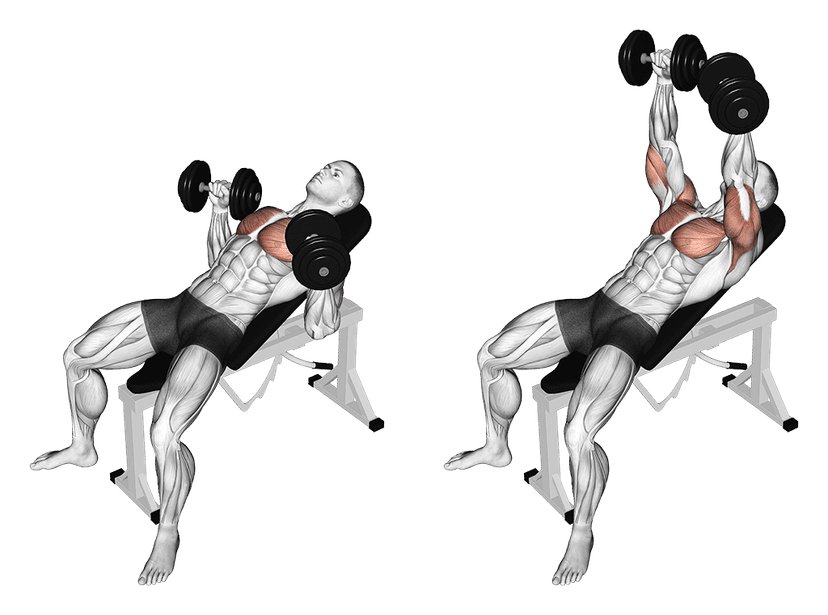 Développé couché incliné aux haltères Développé couché incliné aux haltères — illustration de l'exercice