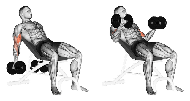 Curl incliné Curl incliné — exercice musculation