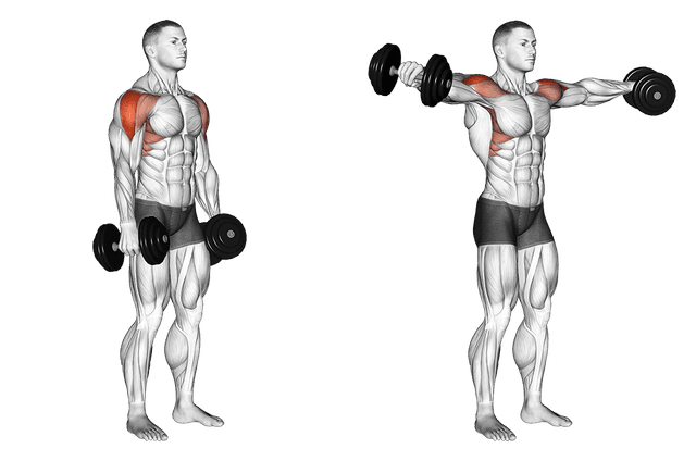 Élévations latérales aux haltères Élévations latérales aux haltères — exercice musculation