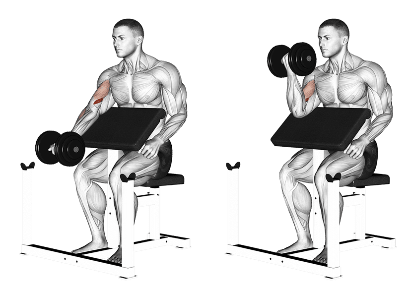 Curl pupitre Curl pupitre — illustration de l'exercice