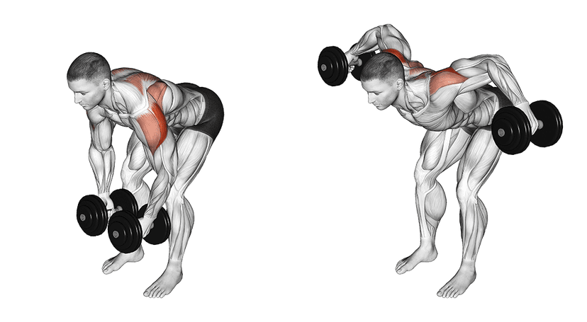 Bent-Over Reverse Fly Bent-Over Reverse Fly — illustration de l'exercice