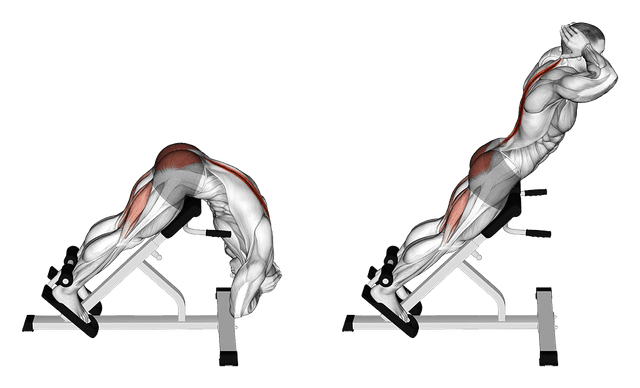 Extensions au banc à lombaires Extensions au banc à lombaires — exercice musculation