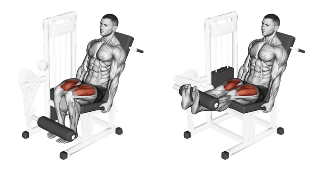 Leg extension Leg extension — exercice musculation