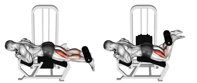 Leg curl allongé Leg curl allongé — exercice musculation