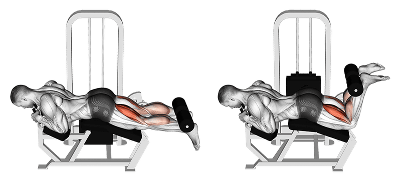 Leg curl allongé Leg curl allongé — illustration de l'exercice