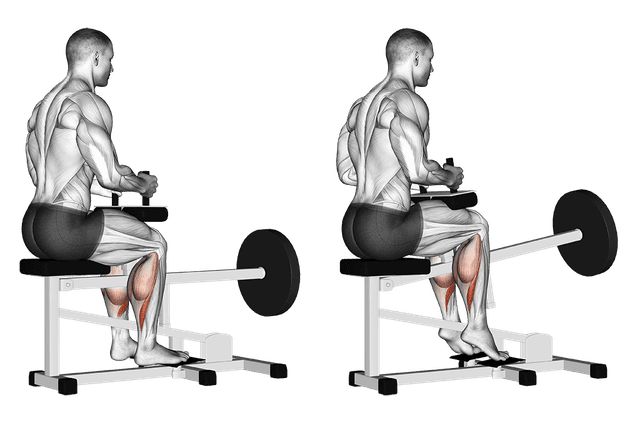 Extension mollets assis Extension mollets assis — exercice musculation