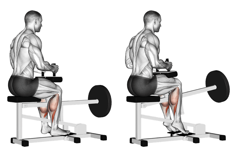 Extension mollets assis Extension mollets assis — illustration de l'exercice
