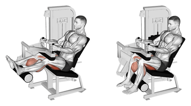 Leg curl assis Leg curl assis — exercice musculation