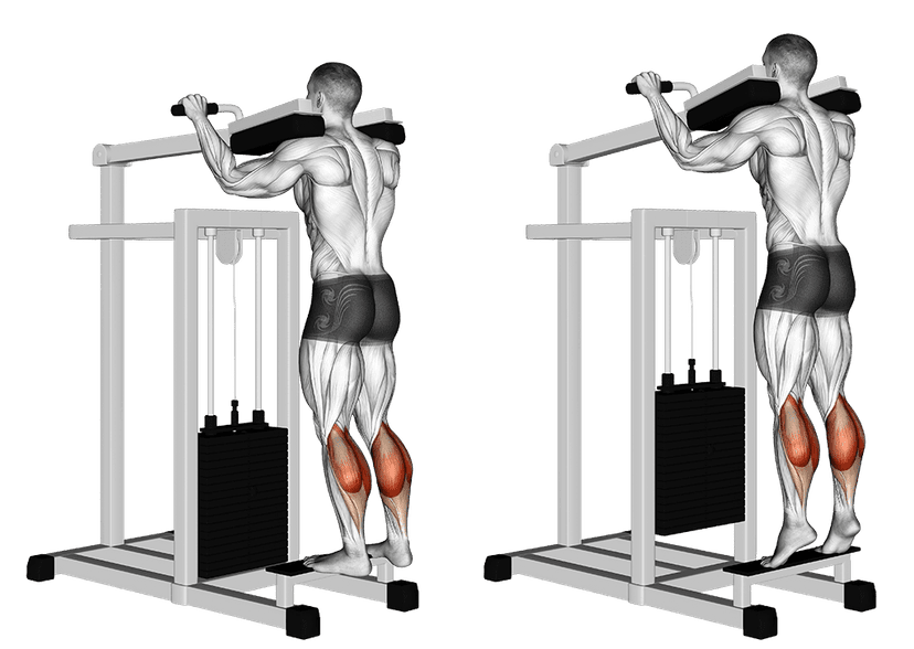 Extension mollets debout à la machine Extension mollets debout à la machine — illustration de l'exercice