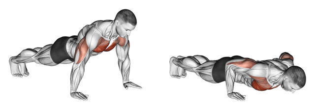Pompes Pompes — exercice musculation