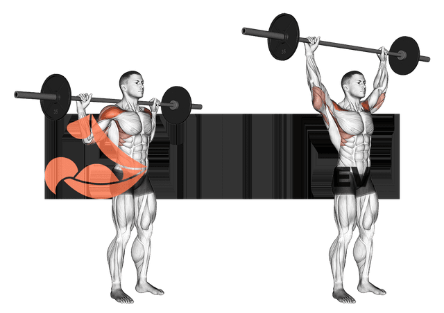 Développé nuque Développé nuque — exercice musculation