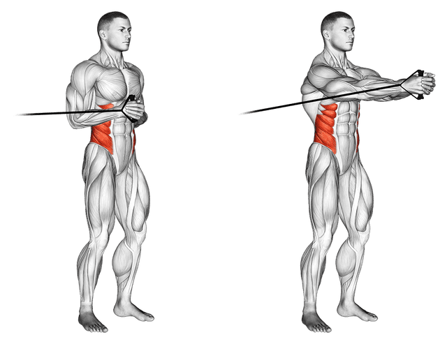 Pallof press Pallof press — exercice musculation