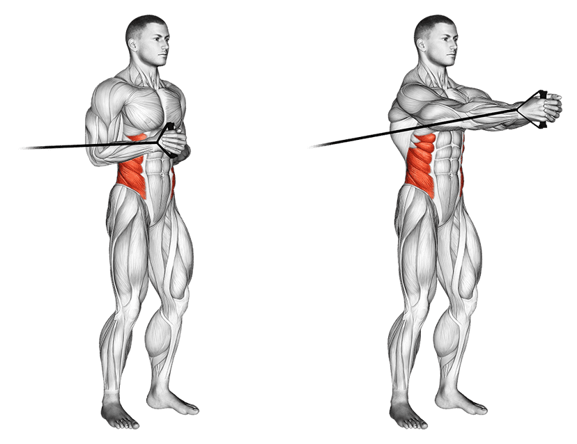 Pallof press Pallof press — illustration de l'exercice