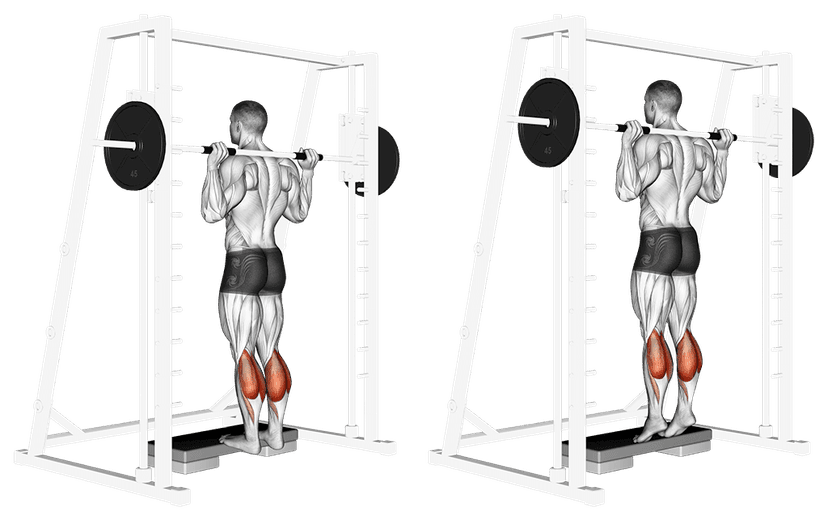 Extension mollets à la Smith machine Extension mollets à la Smith machine — illustration de l'exercice