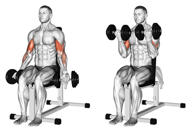 Curl haltères assis Curl haltères assis — exercice musculation