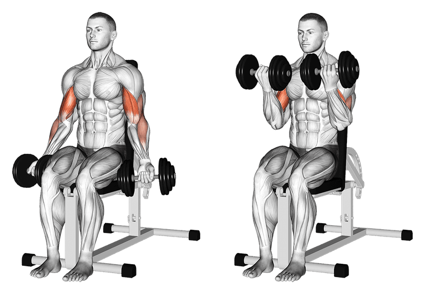 Seated Dumbbell Curl: Complete Guide Seated Dumbbell Curl: Complete Guide — illustration de l'exercice