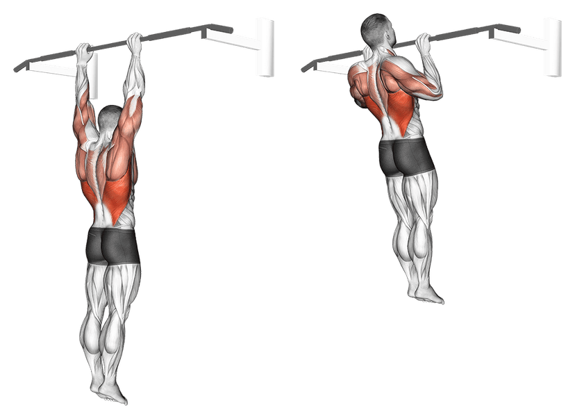 Tractions pronation Tractions pronation — illustration de l'exercice