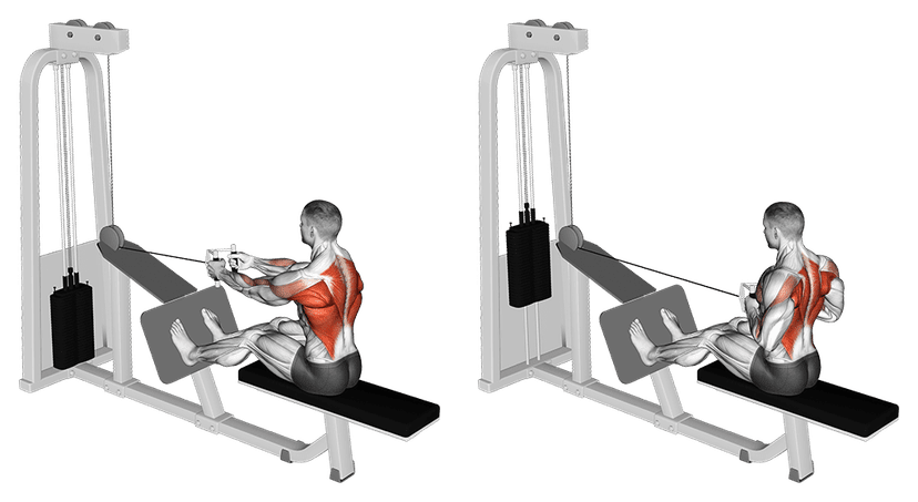 Seated Cable Row Seated Cable Row — illustration de l'exercice