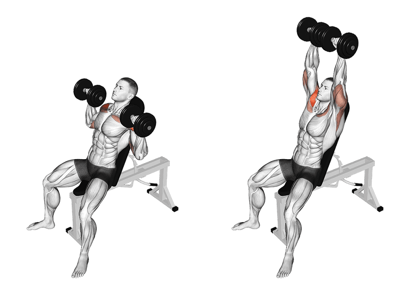 Développé assis avec haltères Développé assis avec haltères — illustration de l'exercice