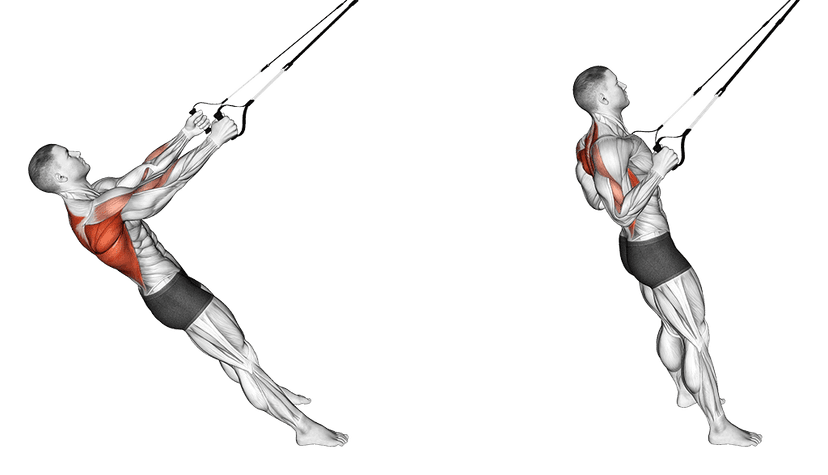 Rowing suspendu avec TRX Rowing suspendu avec TRX — illustration de l'exercice